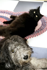 Napping Together